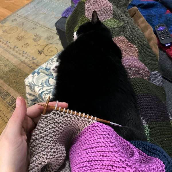 Tuxedo cat asleep with a project being knitted