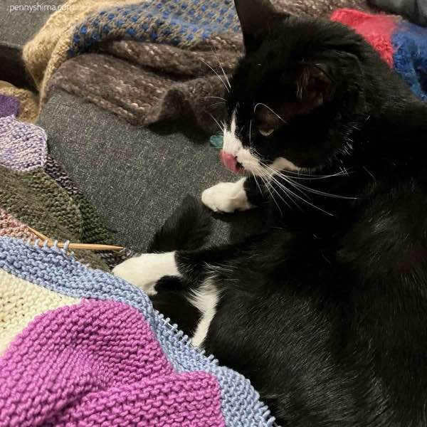 tuxedo cat licking her lips next to a pink, white, and light blue knitting