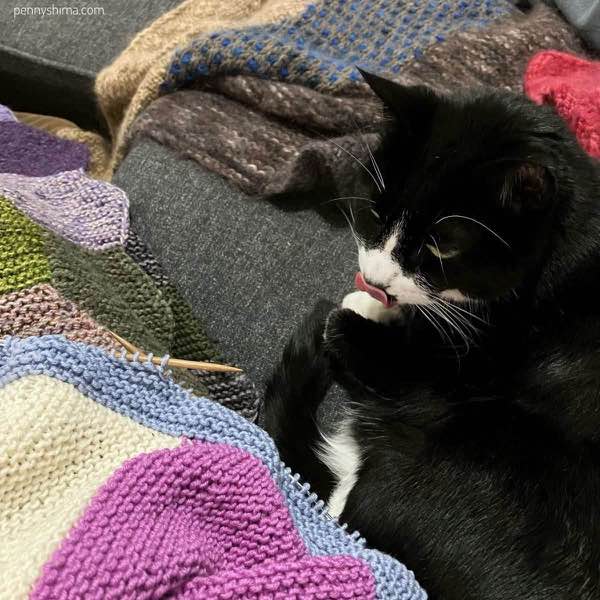 tuxedo cat licking her lips next to a pink, white, and light blue knitting