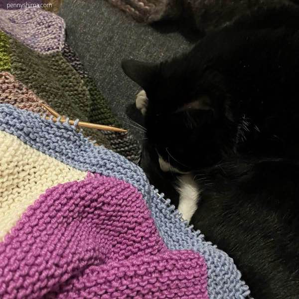 tuxedo cat asleep next to a pink, white, and light blue knitting