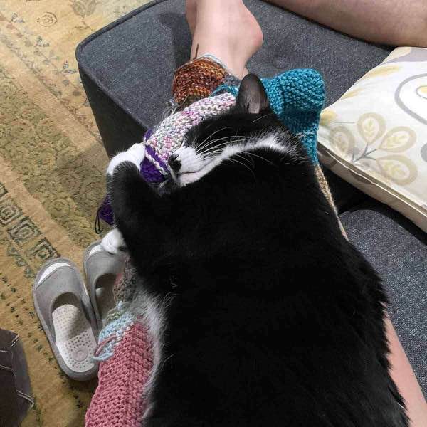 Blanket in progress, with a cat asleep both on knitter's lap