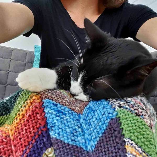 Cat selfie with blanket in progress on person's lap. The person is wearing a black tshirt.