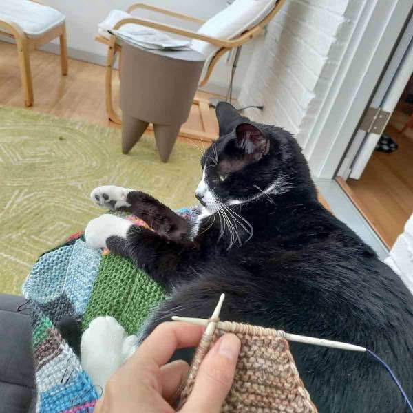 Blanket in progress, cat sitting on blanket and person's lap. They're still trying to knit.