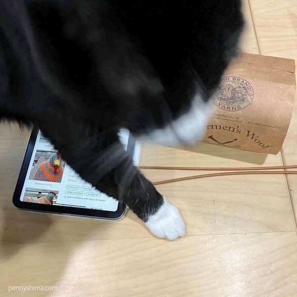 blurry tuxedo cat over a n ipad showing the project (emotional support chicken), a pair of knitting needles and a label for yarn.