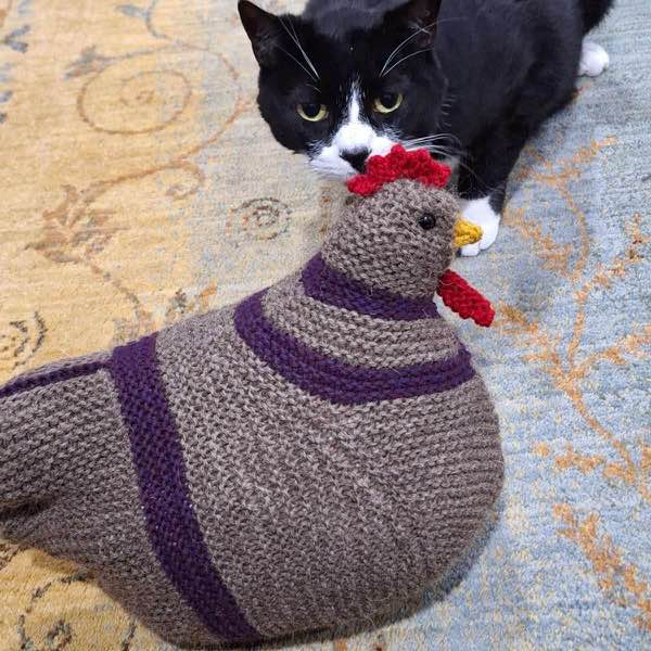 Tuxedo cat examining an emotional support chicken