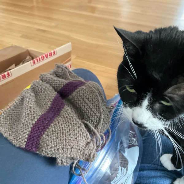 Tuxedo cat sitting on their person looking dejected because it doesn’t smell like chicken