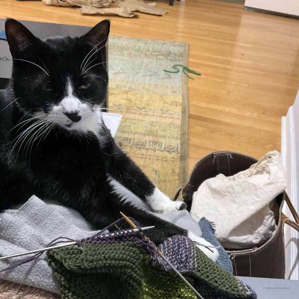 tuxedo cat sitting on PSG's lap with the safe space blanket