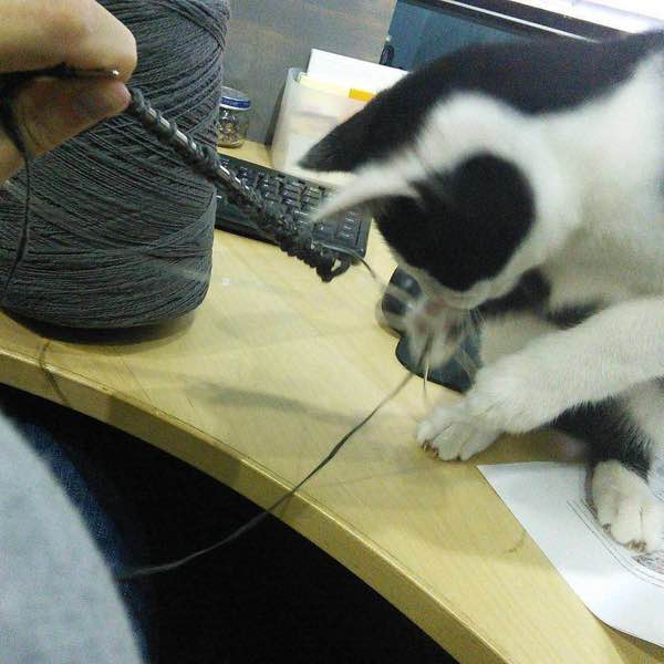 a black and white cat playing with a swatch