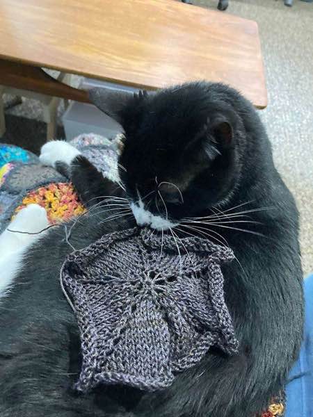 Tuxedo cat sitting on her person’s lap with a just finished dark purple hexagon laid on her back. Her nose is close to the knit fabric and it’s as if she’s inspecting it.