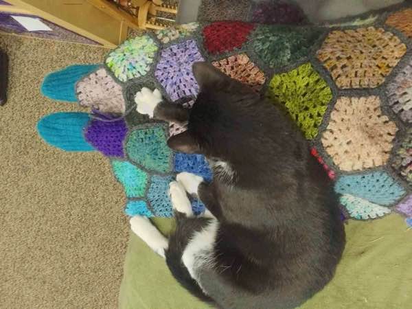 Tuxedo cat laying mostly next to her person with one paw on a hexagon as if it's her favourite.
