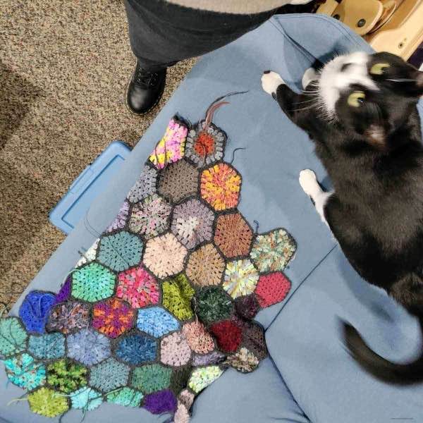 Tuxedo cat eager for her person to sit and put the hexagon granny square blanket on her lap so they can snuggle.