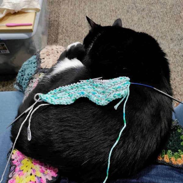 Tuxedo cat with washcloth in progress on her person's lap