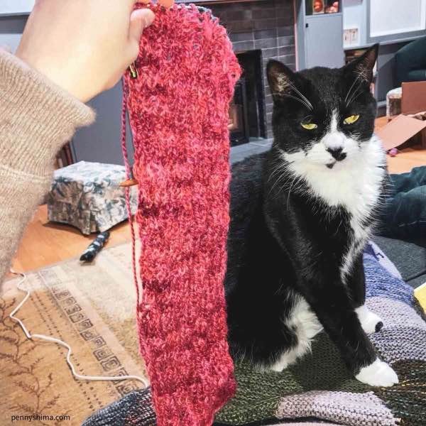 A red knit stripe in progress held next to a sitting tuxedo cat for scale.
