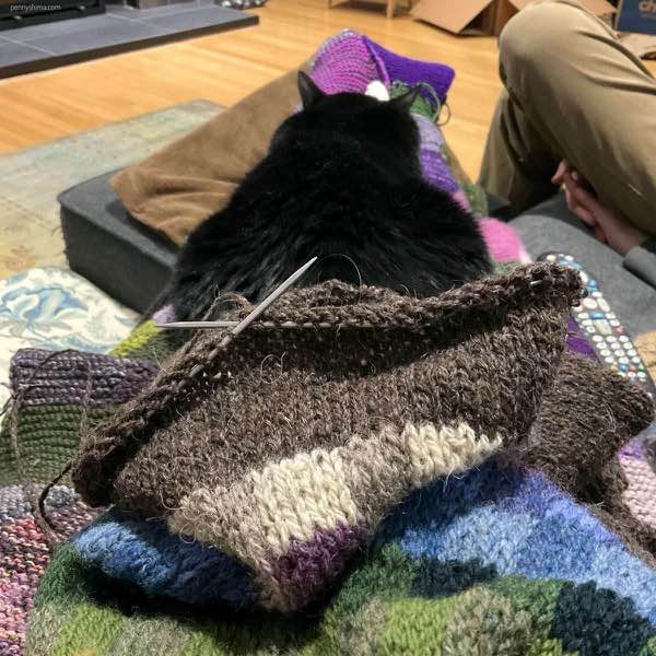 Paul Klee sweater sleeve in progress with a tuxedo cat stretched out on her person’s lap.