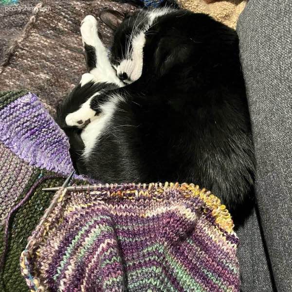 Bottom ribbing of silky twist poncho with tuxedo cat