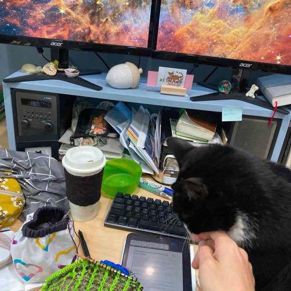 a messy desk with two monittors, keyboard, ipad, coffee, yarn, and various desk stuff. the KAL knitting is there and a tuxedo cat is demanding pets not knitting.