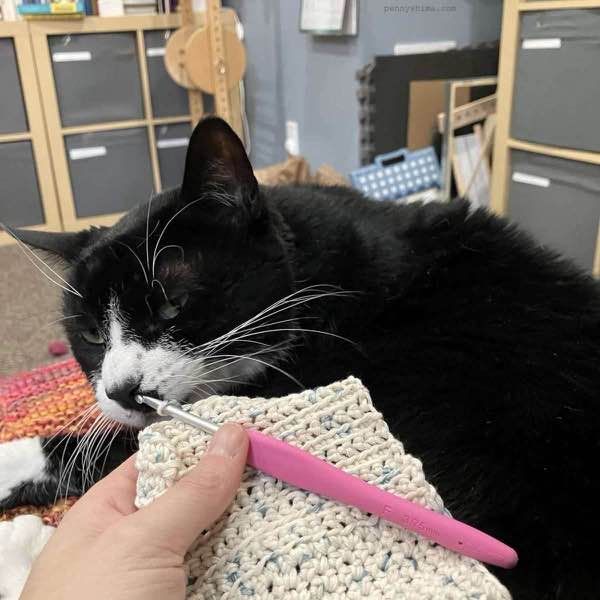 Tuxedo Cat examining a crochet swatch