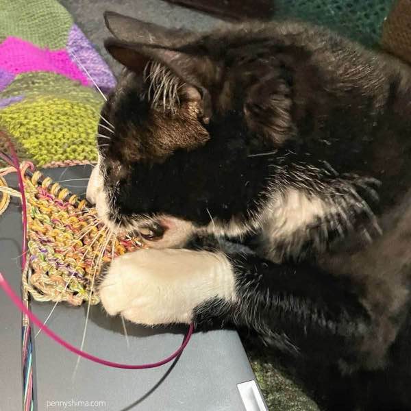 Tuxedo cat falling in love with a garter stitch swatch.